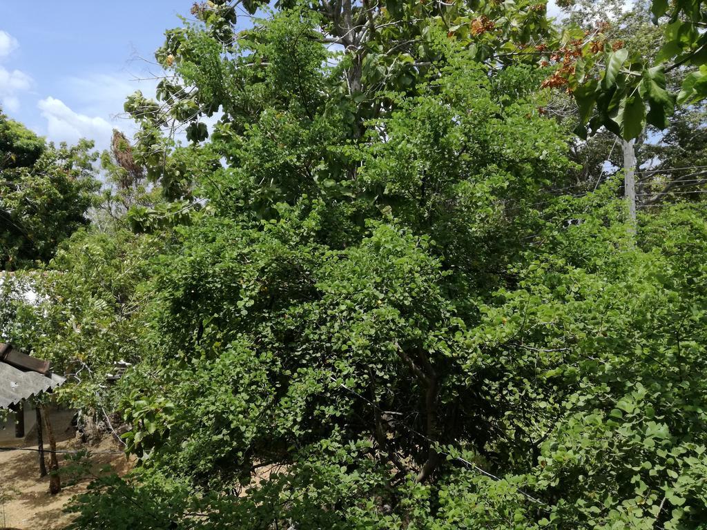 Sigiri Forest View Sigiriya Exterior foto